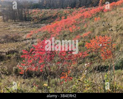 Golden autumn foliage glows under the morning sun at the Jiankou ...