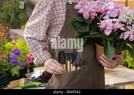 Gardener holding blooming potted flowers with tools in apron pocket, standing in garden during spring work. Stock Photo