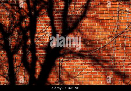 Organic shadows of tree branches creating intricate patterns on brick wall Stock Photo