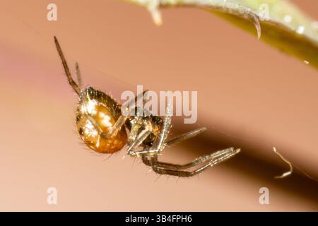 Close-up of unidentified Linyphiidae spider hanging from silk thread, Saint-Genis-Laval, France. Stock Photo