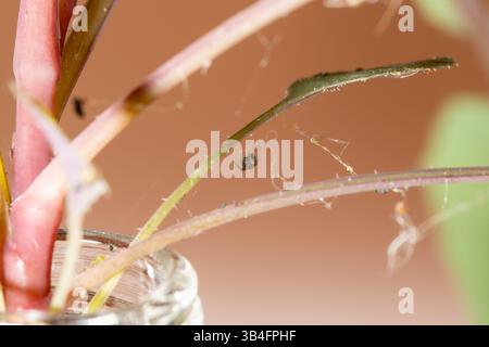 Close-up of unidentified Linyphiidae spider hanging from silk thread, Saint-Genis-Laval, France. Stock Photo