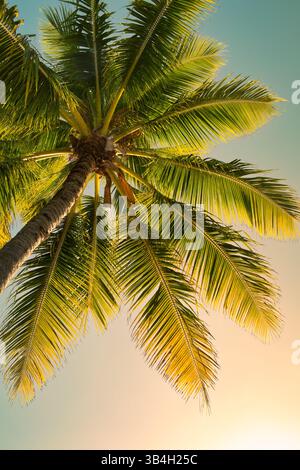 Palm trees on a colorful sunset sky background Stock Photo