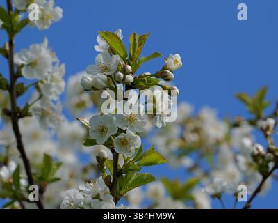 Wild cherry blossoms turn the landscape white in spring. Stock Photo