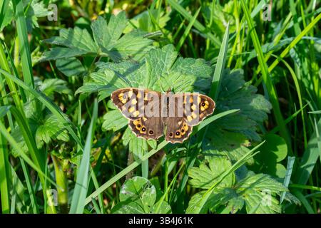 Speckled wood butterfly Pararge aegeria resting with open wings on green vegetation, showing eye spots and natural woodland habitat. Stock Photo