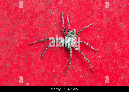 False wolf spider Zoropsis spinimana on a red wall, dorsal view showing mottled body pattern and long legs in an urban environment. Stock Photo