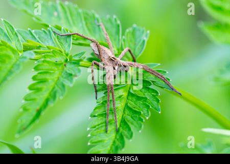 Nursery web spider Pisaura mirabilis resting on a green leaf, dorsal view showing long legs and natural camouflage in vegetation. Stock Photo