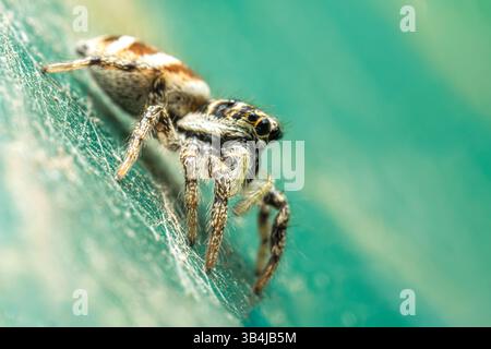 Salticus scenicus (Salticidae), the zebra jumping spider, perched on turquoise urban furniture—sharp eyes and striped body in macro detail. Stock Photo