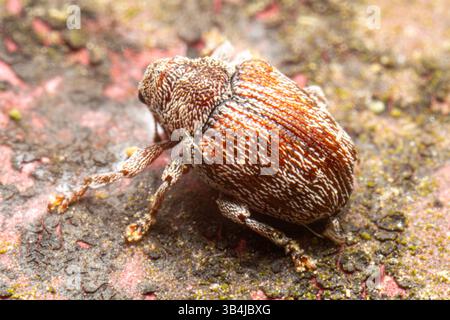 Weevil beetle Curculionidae sp. seen head-on on a rough surface, showing elongated rostrum, textured exoskeleton and detailed legs in macro view. Stock Photo