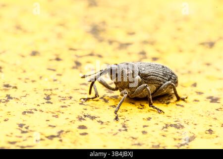 Weevil beetle Curculionidae sp. seen head-on on a rough surface, showing elongated rostrum, textured exoskeleton and detailed legs in macro view. Stock Photo