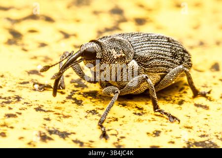 Weevil beetle Curculionidae sp. seen head-on on a rough surface, showing elongated rostrum, textured exoskeleton and detailed legs in macro view. Stock Photo