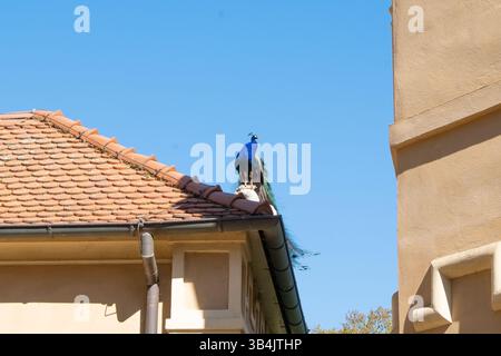 The peacock sits on the roof of a building, high above the ground. Its bright plumage stands out against the tiles and sky, creating an unusual combin Stock Photo