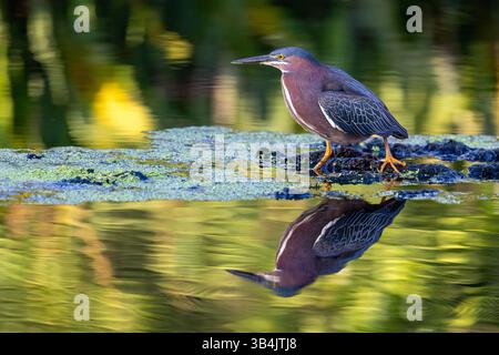 Green heron (Butorides virescens) - Green Cay Wetlands, Boynton Beach, Florida, USA Stock Photo