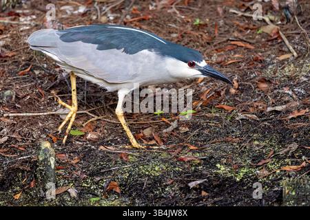Black-crowned night-heron (Nycticorax nycticorax) - Green Cay Wetlands, Boynton Beach, Florida, USA Stock Photo