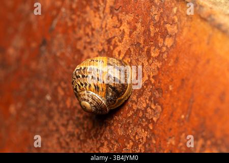 A garden snail (Cornu aspersum) retracting into its shell, stuck to a vertical wall surface, showcasing the details of its shell in a macro shot. Stock Photo