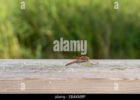 Common Darter dragonfly (Sympetrum striolatum). Dragonfly  perched on a wooden handrail  with a green background. Stock Photo