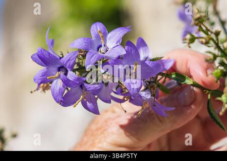 Kruje, Durres, Albania. Purple purple Chimney Bellflower blossoms. Stock Photo