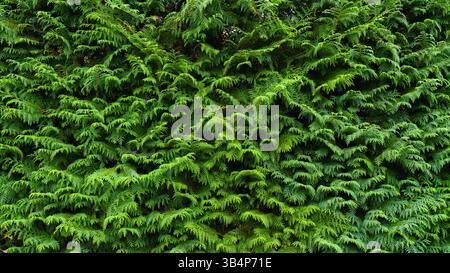 Tokyo, Japan, close-up view of dense thuja thickets, without people, at daytime Stock Photo