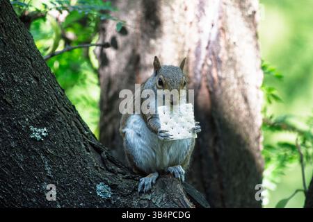 A squirrel perches on a tree branch, clutching a cracker in both tiny paws as it nibbles away contentedly. Stock Photo