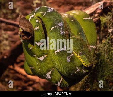A green tree python is coiled comfortably on a branch, showcasing its vibrant green scales with white patterns. The surrounding forest adds a serene b Stock Photo