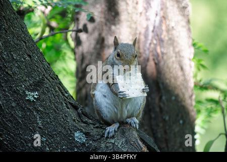 A squirrel perches on a tree branch, clutching a cracker in both tiny paws as it nibbles away contentedly. Cracker in the mouth Stock Photo