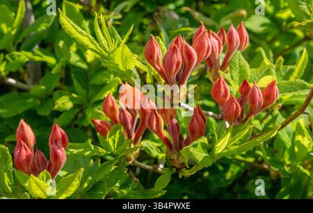 Orange Buds Of Flame Azalea Ready To Pop Open In Spring along the Appalachian Trail Stock Photo