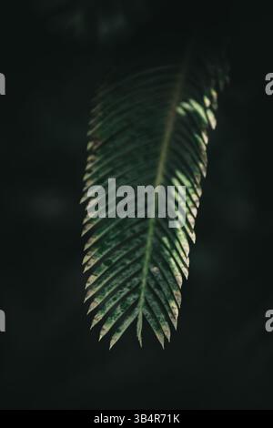Single tropical palm leaf in partial sunlight against a dark, blurred background. The leaf shows fine texture and natural aging. Stock Photo