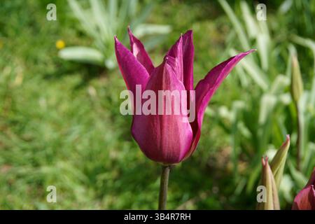 Close-up of a single purple tulip in bloom, standing tall with delicate petals against a green spring garden backdrop.  Arundel, England Stock Photo