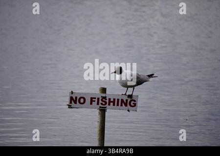 Black-headed gull perched on a "No Fishing" sign over calm water, creating a humorous scene of wildlife interacting with human regulation.Farnham Stock Photo