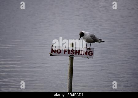 Black-headed gull perched on a "No Fishing" sign over calm water, creating a humorous scene of wildlife interacting with human regulation.Farnham Stock Photo