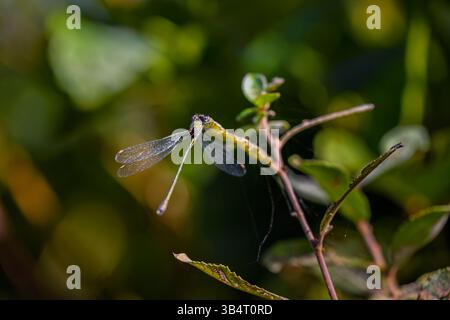 A willow emerald damselfly (Chalcolestes viridis) perching near a pond in Heather Farm Wetland on Horsell Common, Woking, Surrey, south-east England Stock Photo