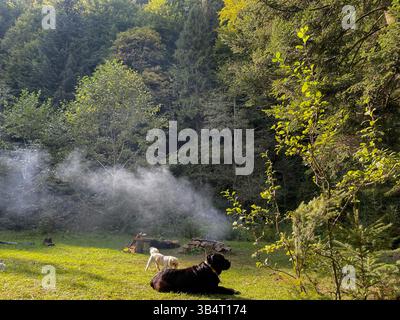 Black Labrador Retriever on a walk. Dog in nature. Old dog in the park forest. Stock Photo