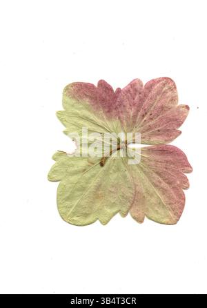 A pressed summer flower isolated on a white background. Stock Photo