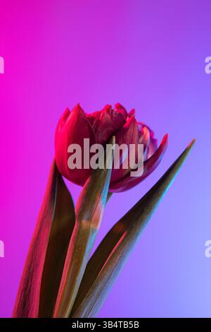 Red tulip on a gradient background. Floral bouquet of fresh flowers on a blue purple background with colorful neon lights and colored shadows. Stock Photo