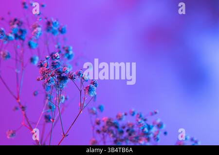 White gypsophila on a gradient background. Floral bouquet of fresh flowers on a blue purple background with colorful neon lights and colored shadows. Stock Photo