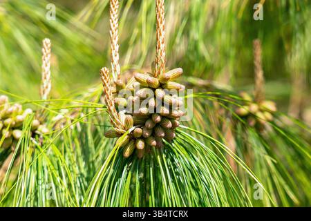 Blooming pine tree with male pollen cones on a sunny day Stock Photo