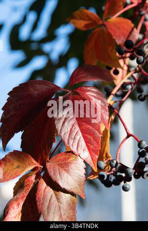 Autumn grapes with red leaves, the vine at sunset is reddish yellow. Stock Photo