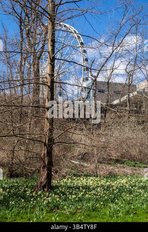 Daffodils flowering in Victoria Park, Leamington Spa, Warwickshire, UK ...