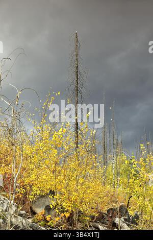 196 Dead conifers witness in 2021 the 2015 wildfire, aspen and poplar shoots in golden -yellow autumn colors, Medicine Lake. Jasper NP-Alberta-Canada. Stock Photo