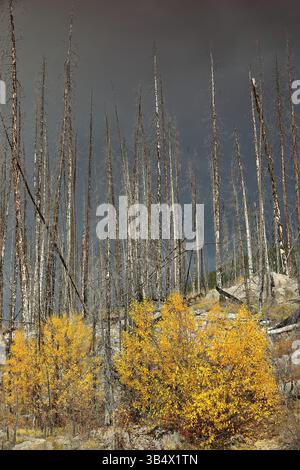 197 Dead conifers witness in 2021 the 2015 wildfire, aspen and poplar shoots in golden-yellow autumn colors, Medicine Lake. Jasper NP-Alberta-Canada. Stock Photo