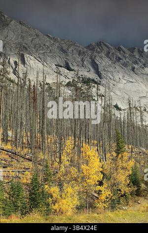 199 Dead conifers witness in 2021 the 2015 wildfire, aspen-poplar-fir shoots in golden-yellow-green colors, Medicine Lake. Jasper NP-Alberta-Canada. Stock Photo
