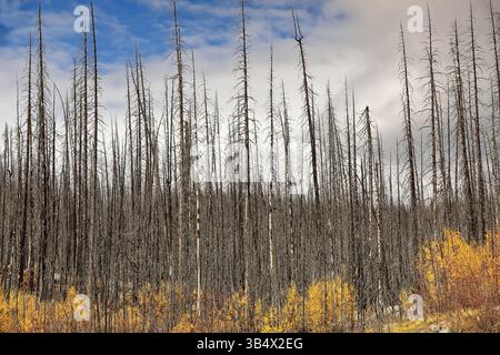 200 Dead conifers witness in 2021 the 2015 wildfire, aspen and poplar shoots in golden -yellow autumn colors, Medicine Lake. Jasper NP-Alberta-Canada. Stock Photo