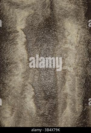 Brown fur and feathers creating a soft and textured background Stock Photo