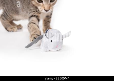 Toy mouse with defocused cat and paw swatting. Kitten playing with pet toy. Playful or hunting body language. 3 months old, female short hair cat, tic Stock Photo