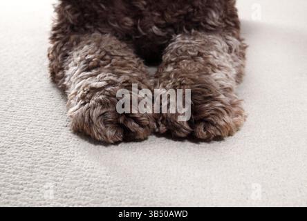 Labradoodle dog paw close up. Dog with coat color change as adult. Fluffy dog legs with lighting color coat. Started chocolate brown and matured into Stock Photo