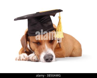 Sleeping dog with graduation hat. Full body of exhausted puppy dog after graduation ceremony. Pet themed concept for academic burnout, post-graduation Stock Photo