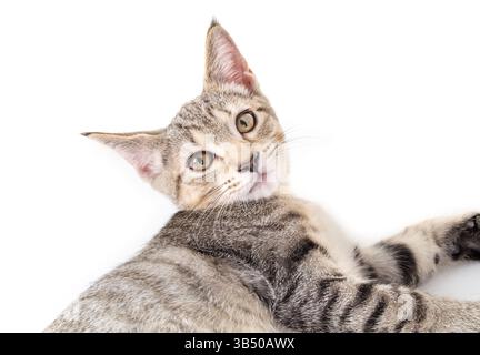Relaxed tabby kitten lying on side on white background. Cute cat looking at camera. Playful or curious body language. Closeup. 4 months old old, femal Stock Photo