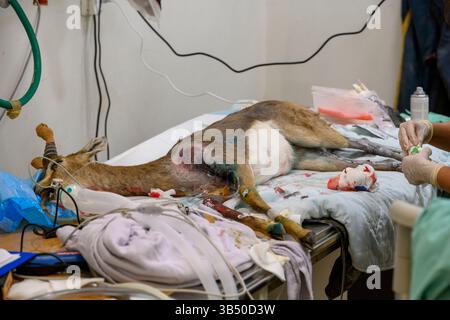 veterinary staff are cleaning the wounds of a mountain gazelle (Gazella gazella غزال الجبل ) this specimen had a painful encounter with a barb wire fe Stock Photo