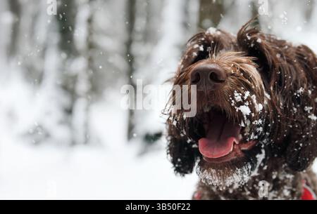 Labradoodle dog in snow forest or arctic blast. Winter dog walking or hiking background. Happy puppy dog with snow stuck on hair, looking up. 2 years Stock Photo