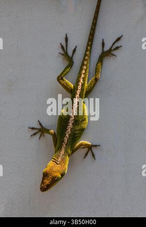 A brown/green Carolina Anole clinging upside down on a white fence. Stock Photo