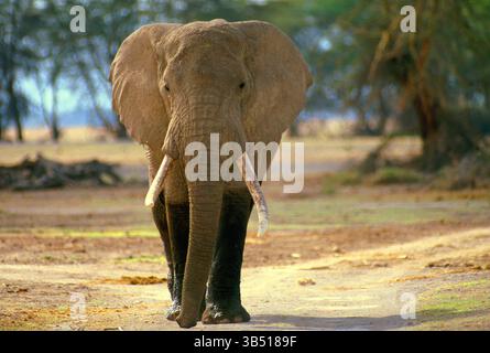 Kenya. Wildlife. Savannah Elephant. Stock Photo